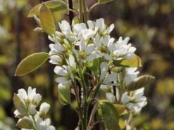 Echte Felsenbirne / Gemeine Felsenbirne -Günstiges Erd Seele Geschäft echte felsenbirne gemeine felsenbirne m014118 w 9