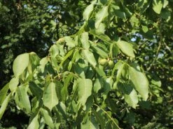 Echte Walnuss (aus Samen) -Günstiges Erd Seele Geschäft echte walnuss aus samen m002518 w 0