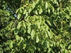 Echte Walnuss (aus Samen) -Günstiges Erd Seele Geschäft echte walnuss aus samen m002518 w 3