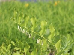 Echtes Salomonssiegel