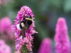 Ehrenpreis 'First Love' -Günstiges Erd Seele Geschäft ehrenpreis first love m060722 w 0