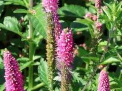 Ehrenpreis 'First Love' -Günstiges Erd Seele Geschäft ehrenpreis first love m060722 w 2