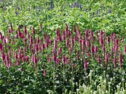 Ehrenpreis 'First Love' -Günstiges Erd Seele Geschäft ehrenpreis first love m060722 w 3