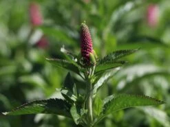 Ehrenpreis 'First Love' -Günstiges Erd Seele Geschäft ehrenpreis first love m060722 w 4