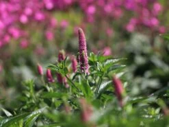 Ehrenpreis 'First Love' -Günstiges Erd Seele Geschäft ehrenpreis first love m060722 w 5