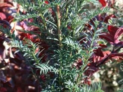 Eibe 'Höpken's Gigant' -Günstiges Erd Seele Geschäft eibe hoepkens gigant m066185 w 1