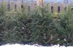 Eibe 25 Eibe -Günstiges Erd Seele Geschäft eibe m000601 456086 0