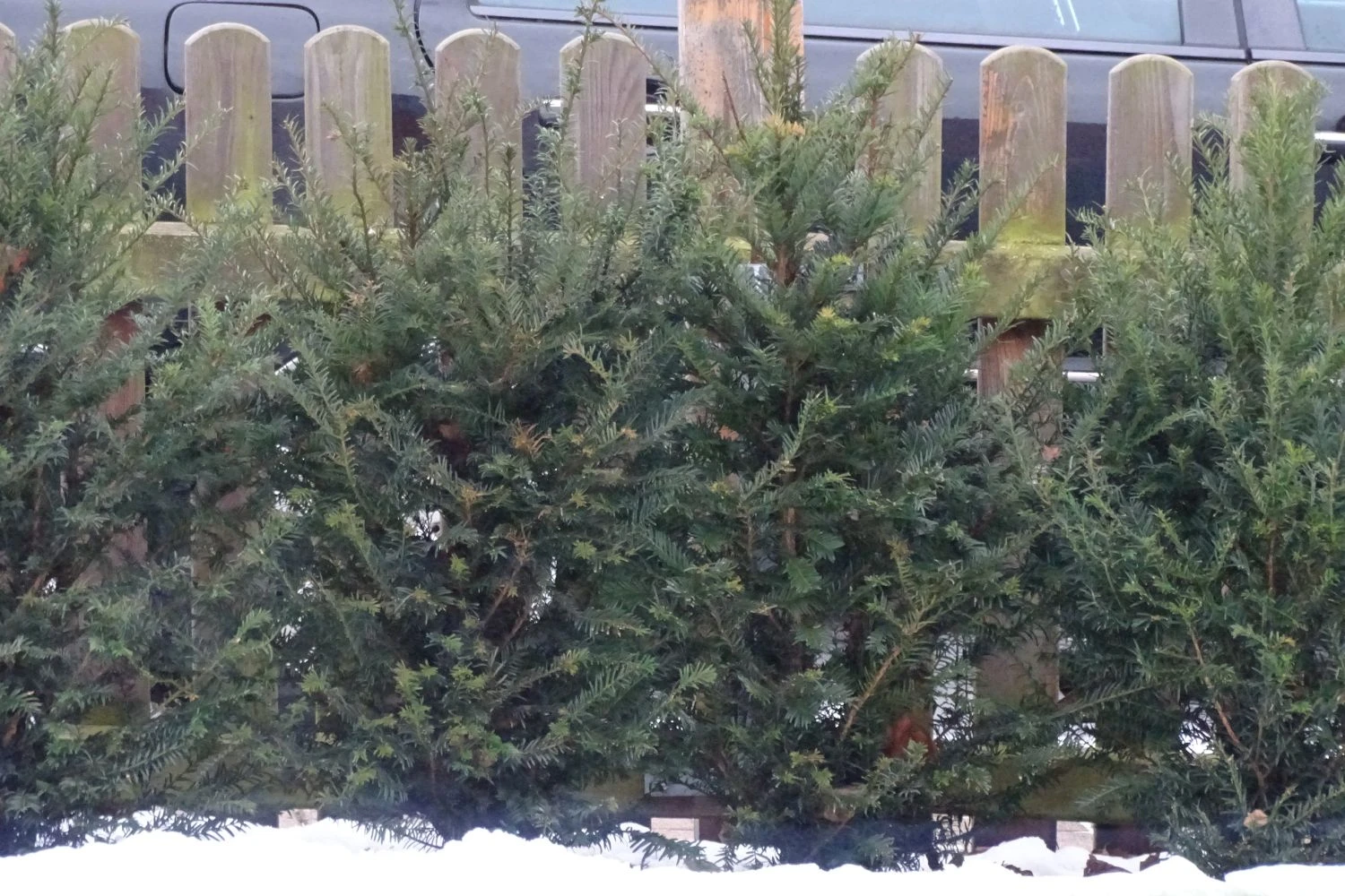 Eibe 14 Eibe – Bild 12