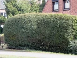 Eibe 16 Eibe -Günstiges Erd Seele Geschäft eibe m000601 w 0