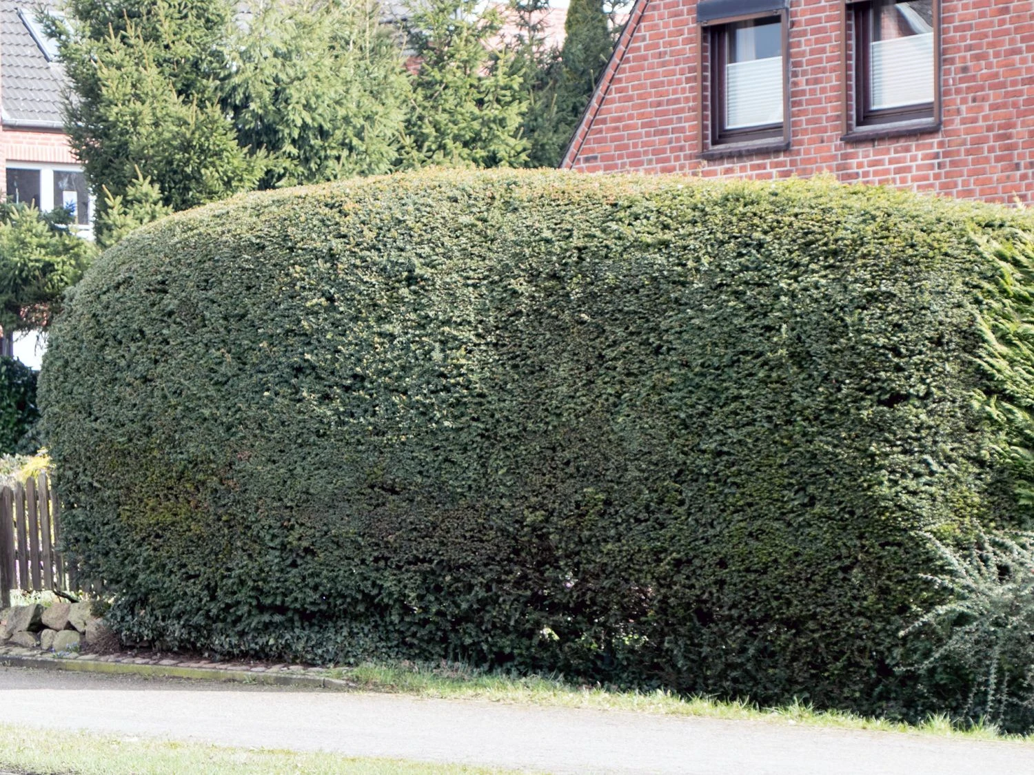 Eibe 5 Eibe – Bild 3