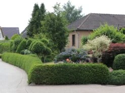 Eibe 17 Eibe -Günstiges Erd Seele Geschäft eibe m000601 w 2