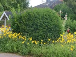 Eibe 20 Eibe -Günstiges Erd Seele Geschäft eibe m000601 w 3