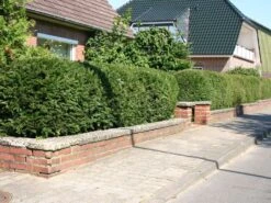 Eibe 23 Eibe -Günstiges Erd Seele Geschäft eibe taxus m000601 w 3