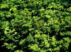 Eichenfarn 'Plumosum'