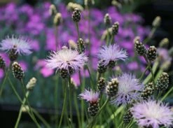 Einfache Kissen-Flockenblume