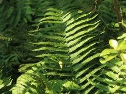 Elefantenrüssel-Farn -Günstiges Erd Seele Geschäft elefantenruessel farn m079517 w 1