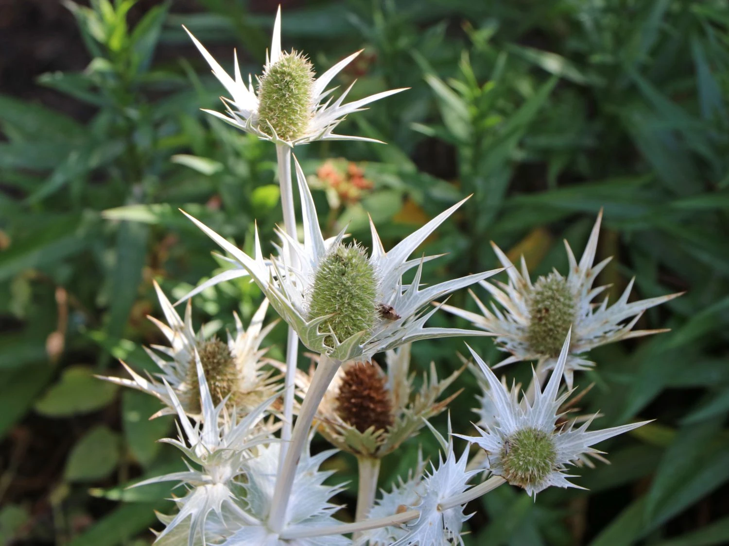 Elfenbein-Mannstreu 3 Elfenbein-Mannstreu
