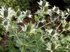 Elfenbein-Mannstreu 13 Elfenbein-Mannstreu -Günstiges Erd Seele Geschäft elfenbein mannstreu m082939 w 1