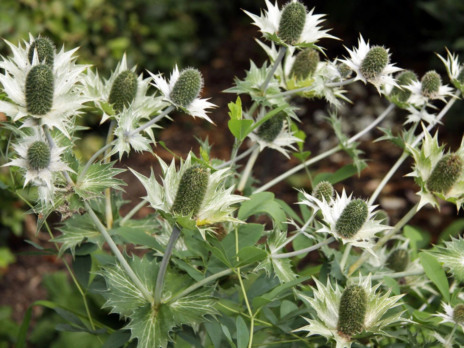 Elfenbein-Mannstreu 7 Elfenbein-Mannstreu – Bild 5