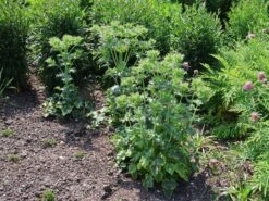 Elfenbein-Mannstreu 15 Elfenbein-Mannstreu -Günstiges Erd Seele Geschäft elfenbein mannstreu m082939 w 4