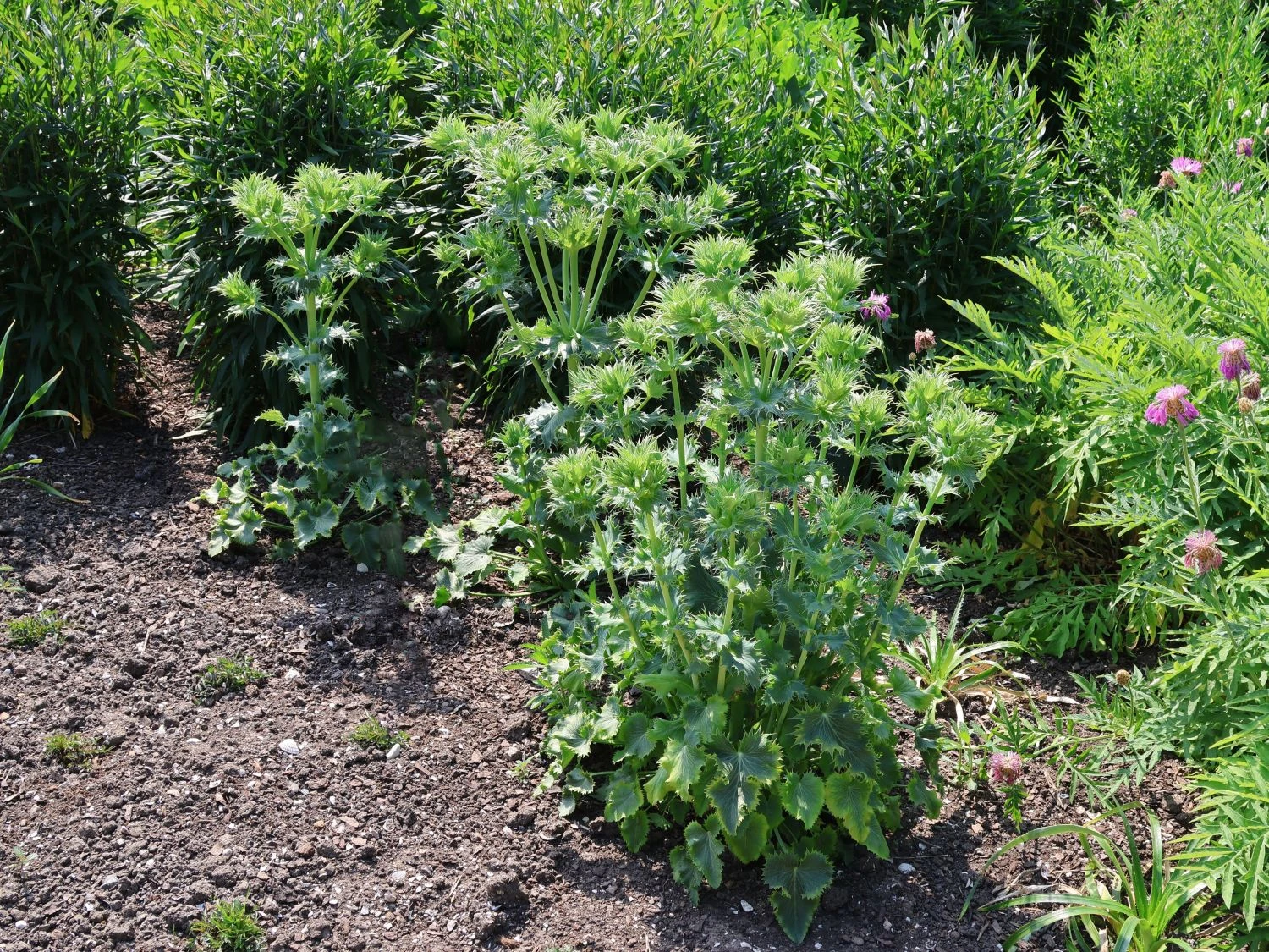 Elfenbein-Mannstreu 9 Elfenbein-Mannstreu – Bild 7