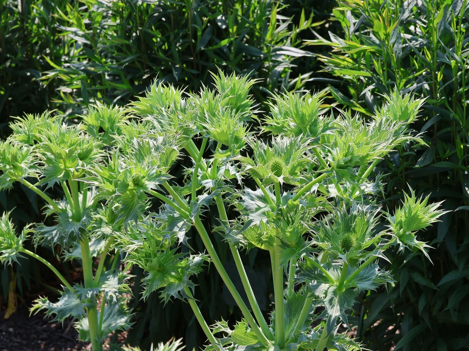 Elfenbein-Mannstreu 4 Elfenbein-Mannstreu – Bild 2