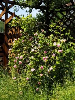 Englische Rose 'Constance Spry' -Günstiges Erd Seele Geschäft englische rose constance spry m002940 193676 0