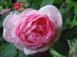 Englische Rose 'Constance Spry' -Günstiges Erd Seele Geschäft englische rose constance spry m002940 772888 0 1