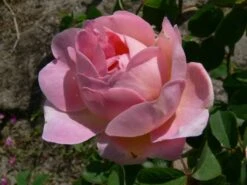 Englische Rose 'Constance Spry' -Günstiges Erd Seele Geschäft englische rose constance spry m002940 772888 0