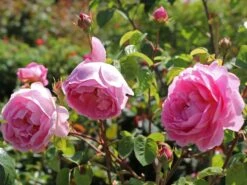 Günstiges Erd Seele Geschäft 19 Englische Rose 'Constance Spry'