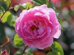 Englische Rose 'Constance Spry' -Günstiges Erd Seele Geschäft englische rose constance spry m002940 w 0