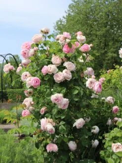Englische Rose 'Constance Spry' -Günstiges Erd Seele Geschäft englische rose constance spry m002940 w 1
