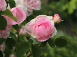 Englische Rose 'Constance Spry' -Günstiges Erd Seele Geschäft englische rose constance spry m002940 w 2