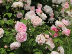 Englische Rose 'Constance Spry' -Günstiges Erd Seele Geschäft englische rose constance spry m002940 w 4