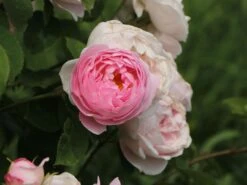 Englische Rose 'Constance Spry' -Günstiges Erd Seele Geschäft englische rose constance spry m002940 w 5