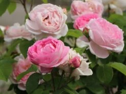 Günstiges Erd Seele Geschäft -Günstiges Erd Seele Geschäft englische rose constance spry m002940 w 6