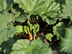 Erdbeer-Rhabarber / Himbeer-Rhabarber 'Frambozen Rood' -Günstiges Erd Seele Geschäft erdbeer rhabarber himbeer rhabarber frambozen rood m102689 w 0