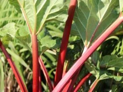 Erdbeer-Rhabarber / Himbeer-Rhabarber 'Frambozen Rood' -Günstiges Erd Seele Geschäft erdbeer rhabarber himbeer rhabarber frambozen rood m102689 w 2