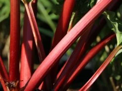 Erdbeer-Rhabarber / Himbeer-Rhabarber 'Frambozen Rood' -Günstiges Erd Seele Geschäft erdbeer rhabarber himbeer rhabarber frambozen rood m102689 w 3