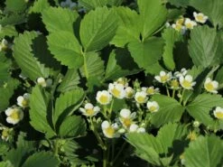 Erdbeere 'Elsanta' -Günstiges Erd Seele Geschäft erdbeere elsanta m046659 w 1