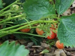 Erdbeere 'Florence' 7 Erdbeere 'Florence' -Günstiges Erd Seele Geschäft erdbeere florence m017047 w 1