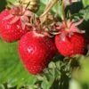 Erdbeere 'Lucky Berry' ® 1 Erdbeere 'Lucky Berry' ® -Günstiges Erd Seele Geschäft erdbeere lucky berry m122446 h 0