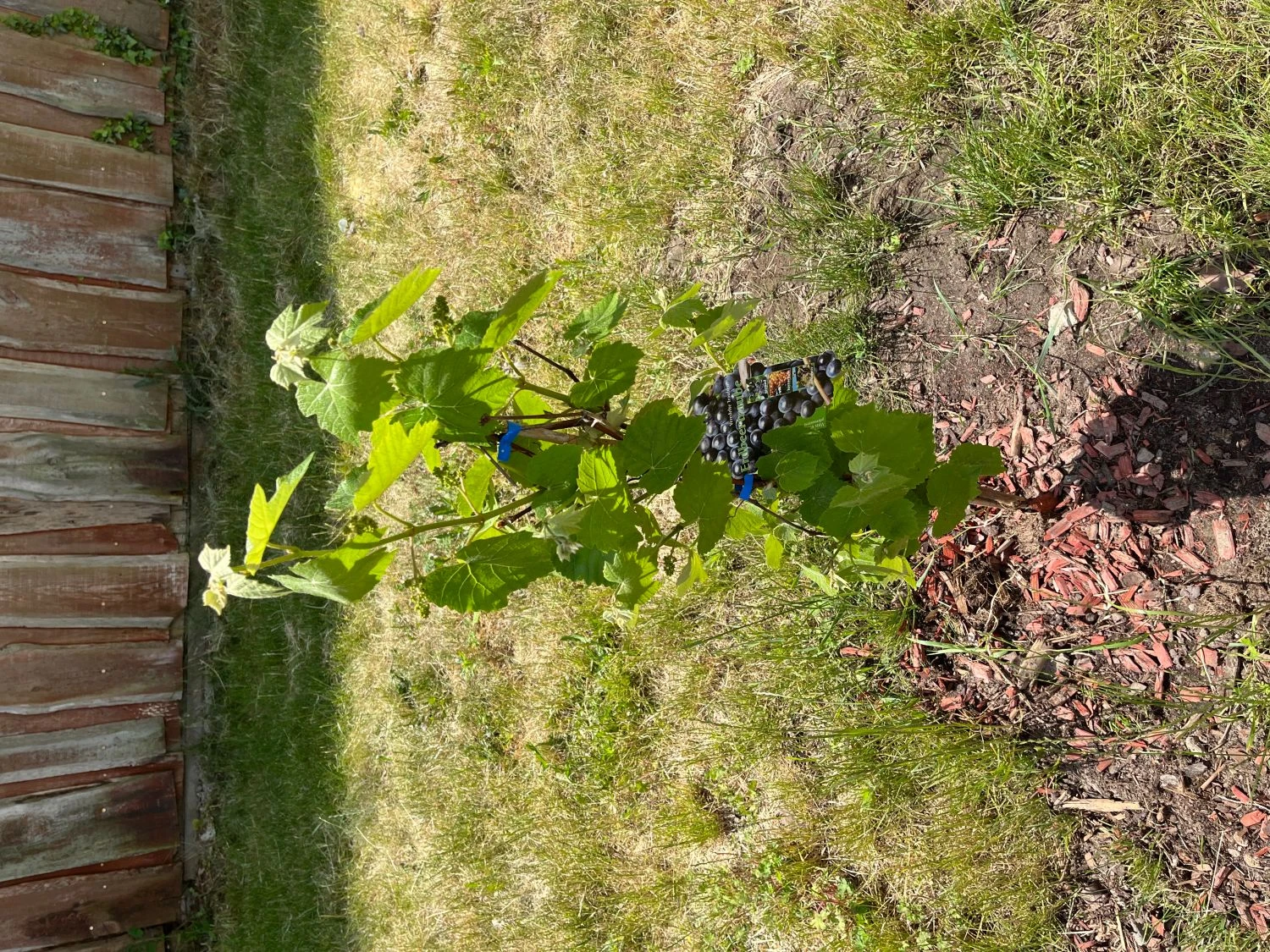 Erdbeertraube 'Isabella' / Weintraube 'Isabella' 4 Erdbeertraube 'Isabella' / Weintraube 'Isabella' – Bild 2