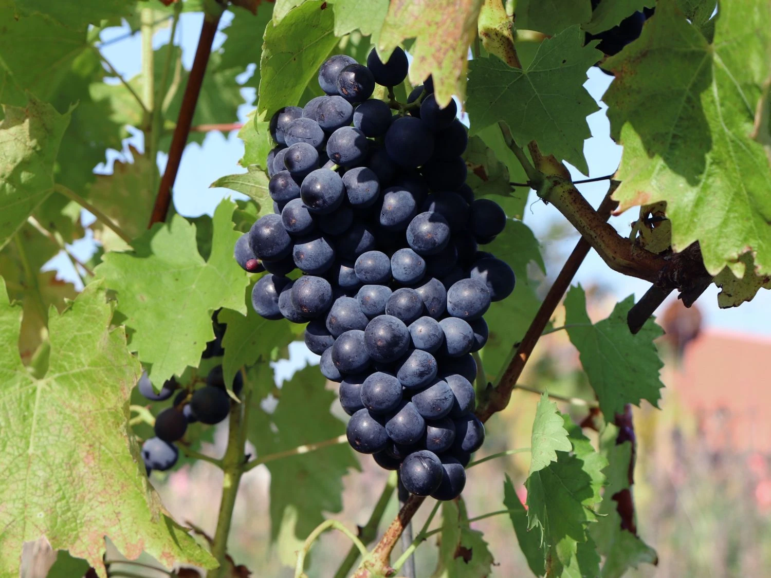 Erdbeertraube 'Isabella' / Weintraube 'Isabella' 3 Erdbeertraube 'Isabella' / Weintraube 'Isabella'