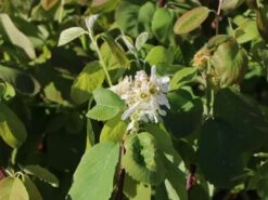 Erlenblättrige Felsenbirne 'Northline' -Günstiges Erd Seele Geschäft erlenblaettrige felsenbirne northline m103370 w 0