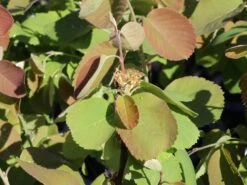 Erlenblättrige Felsenbirne 'Northline' -Günstiges Erd Seele Geschäft erlenblaettrige felsenbirne northline m103370 w 1