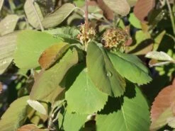 Erlenblättrige Felsenbirne 'Northline' -Günstiges Erd Seele Geschäft erlenblaettrige felsenbirne northline m103370 w 2