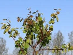 Erlenblättrige Felsenbirne 'Northline' -Günstiges Erd Seele Geschäft erlenblaettrige felsenbirne northline m103370 w 3