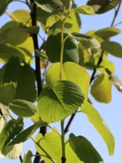 Erlenblättrige Felsenbirne 'Northline' -Günstiges Erd Seele Geschäft erlenblaettrige felsenbirne northline m103370 w 4