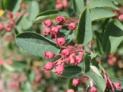 Essbare Felsenbirne 'Ballerina' -Günstiges Erd Seele Geschäft essbare felsenbirne ballerina m009780 w 0